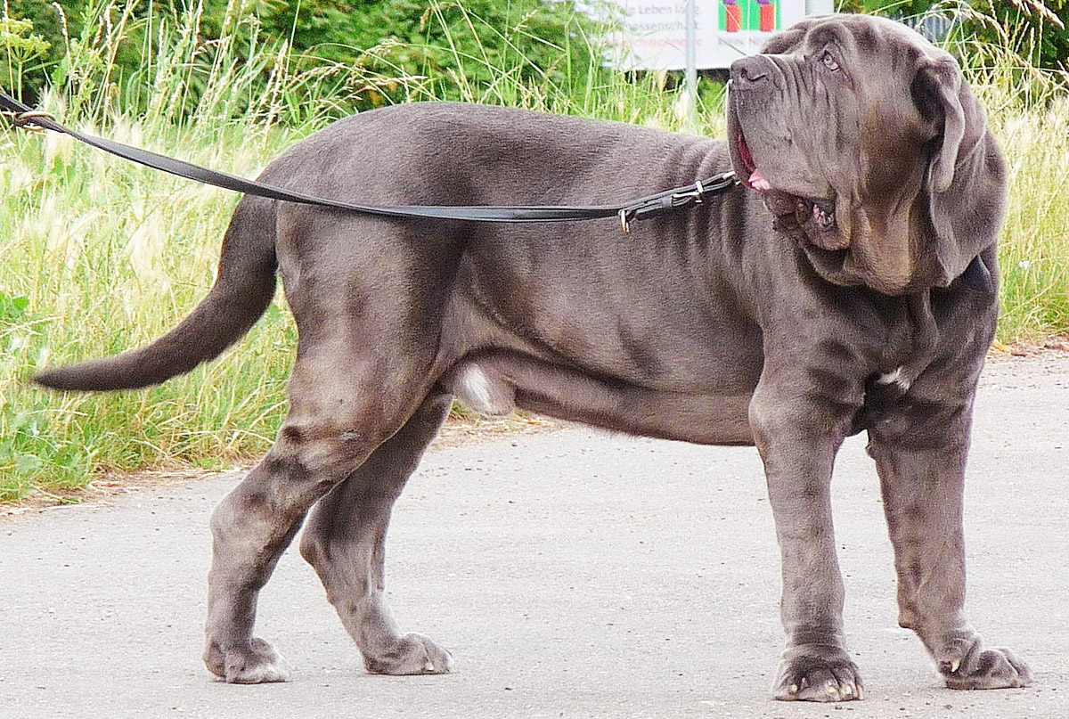 Conheça o Mastim Napolitano: um cachorro enrugado fascinante