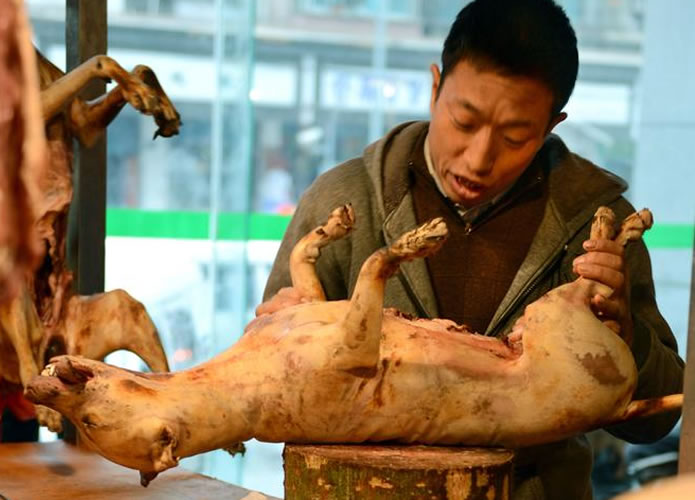 Cultura: Chineses como carne de cachorro, você comeria o seu melhor amigo?