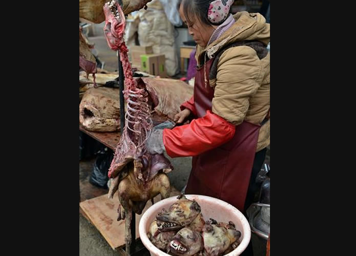 Cultura: Chineses como carne de cachorro, você comeria o seu melhor amigo?