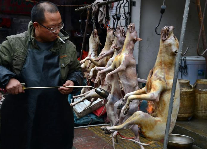 Cultura: Chineses como carne de cachorro, você comeria o seu melhor amigo?