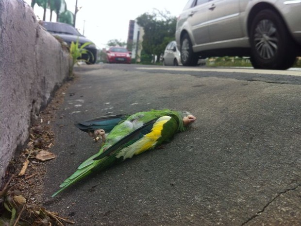 Crime: Condomínio de luxo em Manaus é acusado de envenenar periquitos