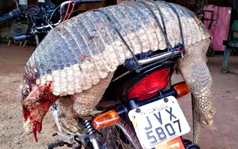 O tatu morto no Pará está em extinção. (Foto: Isaac Lôbo)