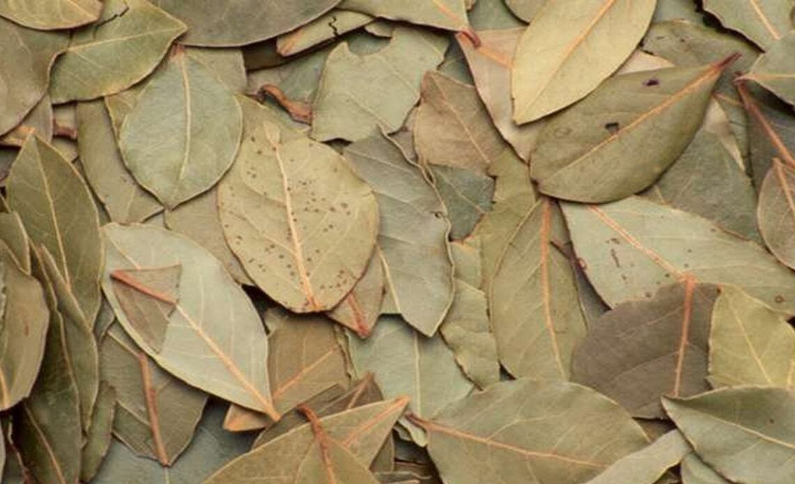 Sete razões para você queimar e usar a folha de louro